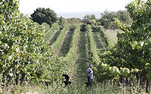 Vinyard Pinot